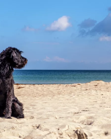 Chien plage Noirmoutier
