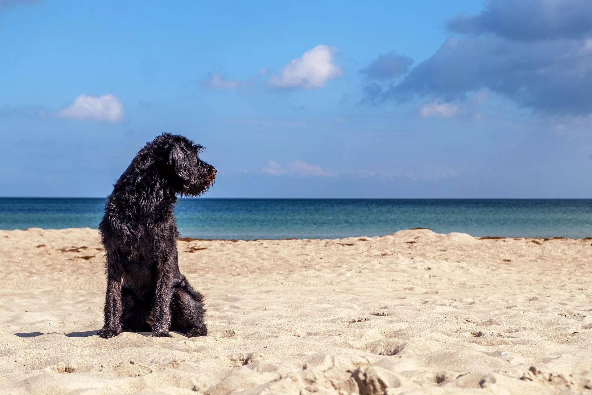Chien plage Noirmoutier